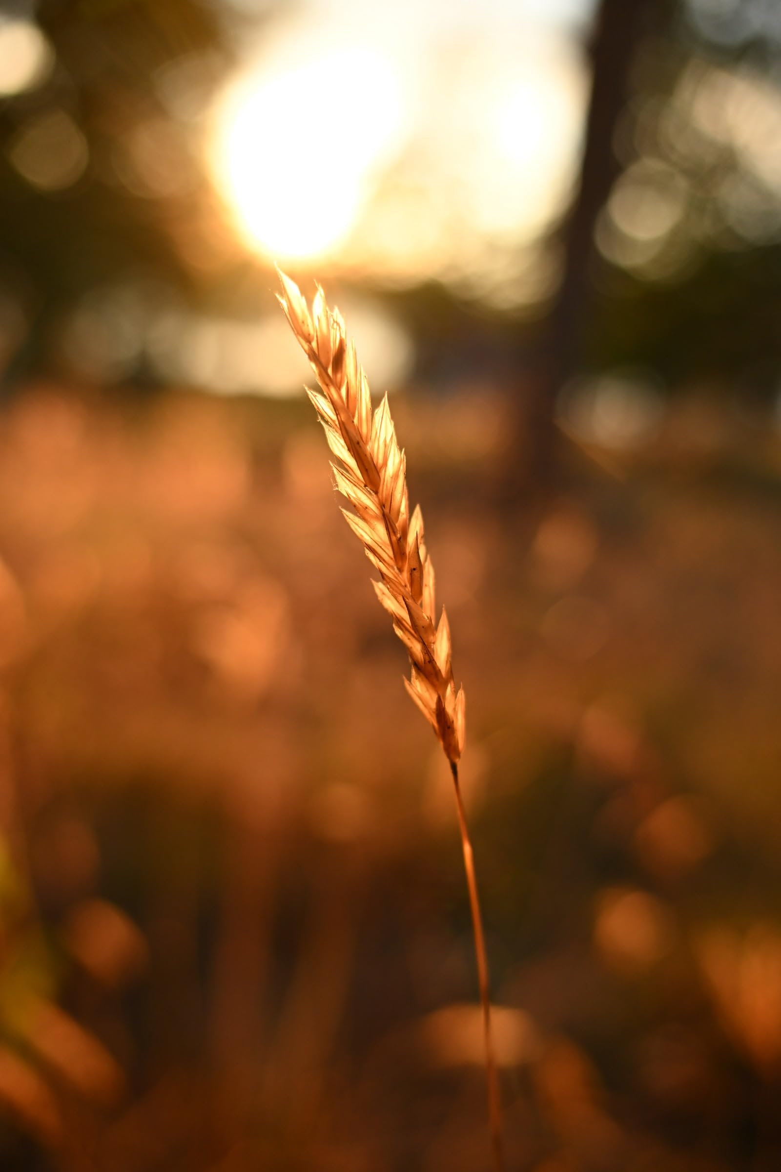 Nikon Nikkor Z DX 16-50mm f/2.8 VR lichtstarkes Objektiv für Foto und Video