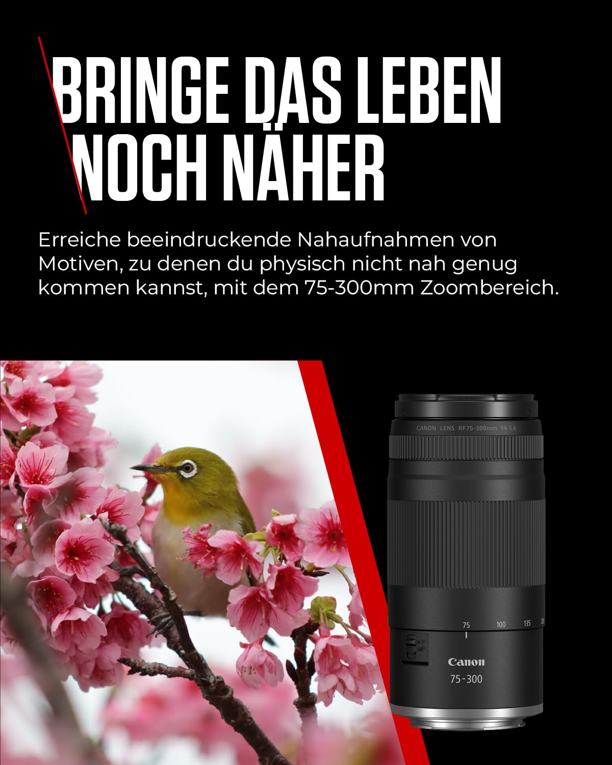 Canon RF 75-300mm F4-5.6 Objektiv